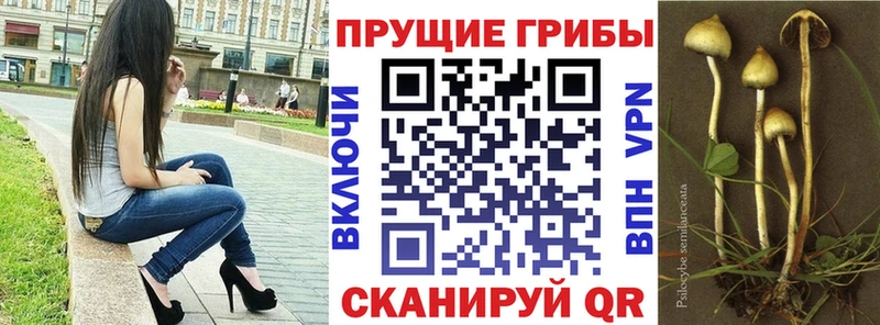 Галлюциногенные грибы Psilocybe  что такое   Орск 